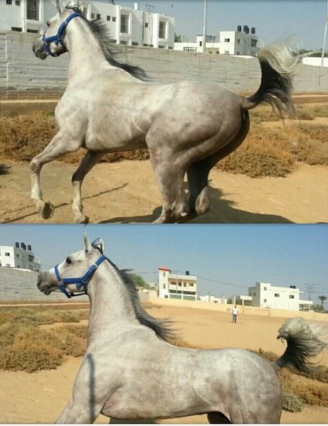 خيل عربي أصيل, الضفة » أريحا